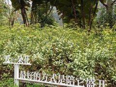 -云溪植物园