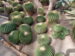 -北京植物园-展览温室