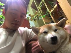 -柴务处·柴犬主题狗咖