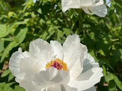 -石家庄市植物园
