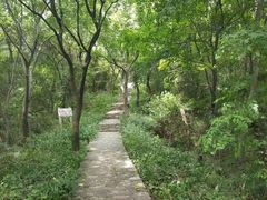 -镇江市南山风景名胜区竹林景区