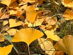 -汉长安城未央宫国家考古遗址公园