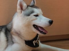 -Husky Go! 哈士奇体验馆·宠物咖啡厅狗咖
