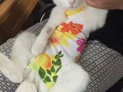 -纳吉亚猫专科动物诊疗中心(蒋宅口分院)