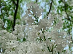 -国家植物园