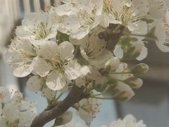 -海泉大酒店自助餐