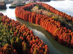 -上海海湾国家森林公园