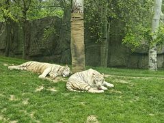 -北京野生动物园