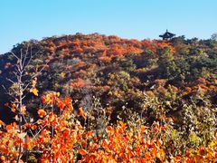 -北京西山国家森林公园