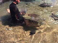 -瑞普利水族馆