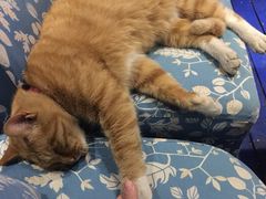 海妖酒吧-Sirena海妖日咖夜酒