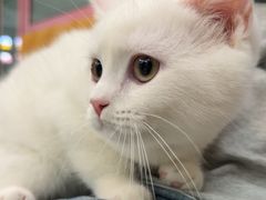 -全心全意连锁动物医院·微创中心·内科急重症·心脏专科(丰管路店)