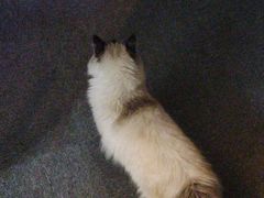 -剧狐剧本杀·月球探案馆(人民广场1号店)
