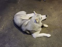 -TrueLove @ Neverland (Husky Cafe)