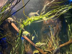 -悉尼海洋生物水族馆