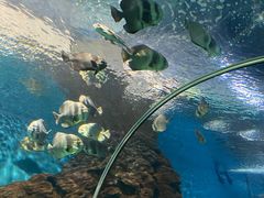 -上海海洋水族馆