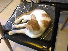 -平行世界·猫咖(首经贸店)
