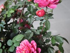 -大自然素食(望桐路店)