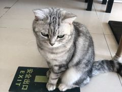 -平行世界·猫咖(首经贸店)