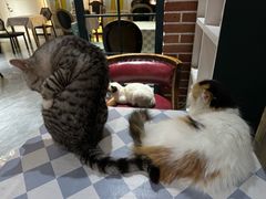 -猫小院猫主题餐厅(南锣旗舰店)
