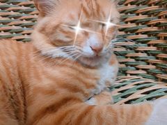 -瑞鹏宠物医院·骨科·猫科·内科(第一中心)