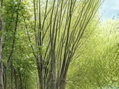 -花溪公园