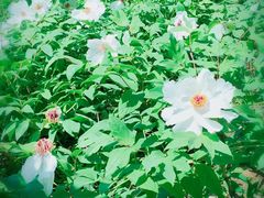 -花溪公园