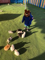 -萌宠亲子动物乐园(槐房万达店)