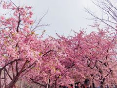 -顾村公园