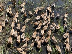 -野鸭湖国家湿地公园