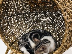 -飞行喵MR PILOT|猫舍·猫咖(静安大融城店)