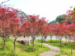 -广州市帽峰山景区
