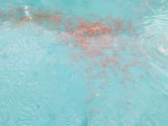 -飞来湖湿地公园
