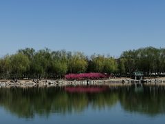 -大兴滨河森林公园