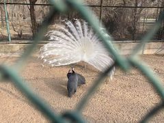 -秦皇岛野生动物园
