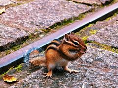 -五营红松林海景区