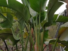 -广州神农草堂中医药博物馆