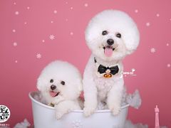 -超宠爱宠物摄影-Super pet