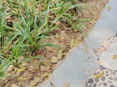 -东莞植物园