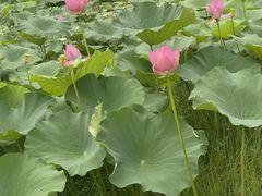 -洪湖生态旅游区