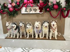 -星多哈·狗咖·拼豆·咖啡