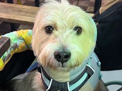 -水巷子·巴掌腰片重庆火锅(云纺店)