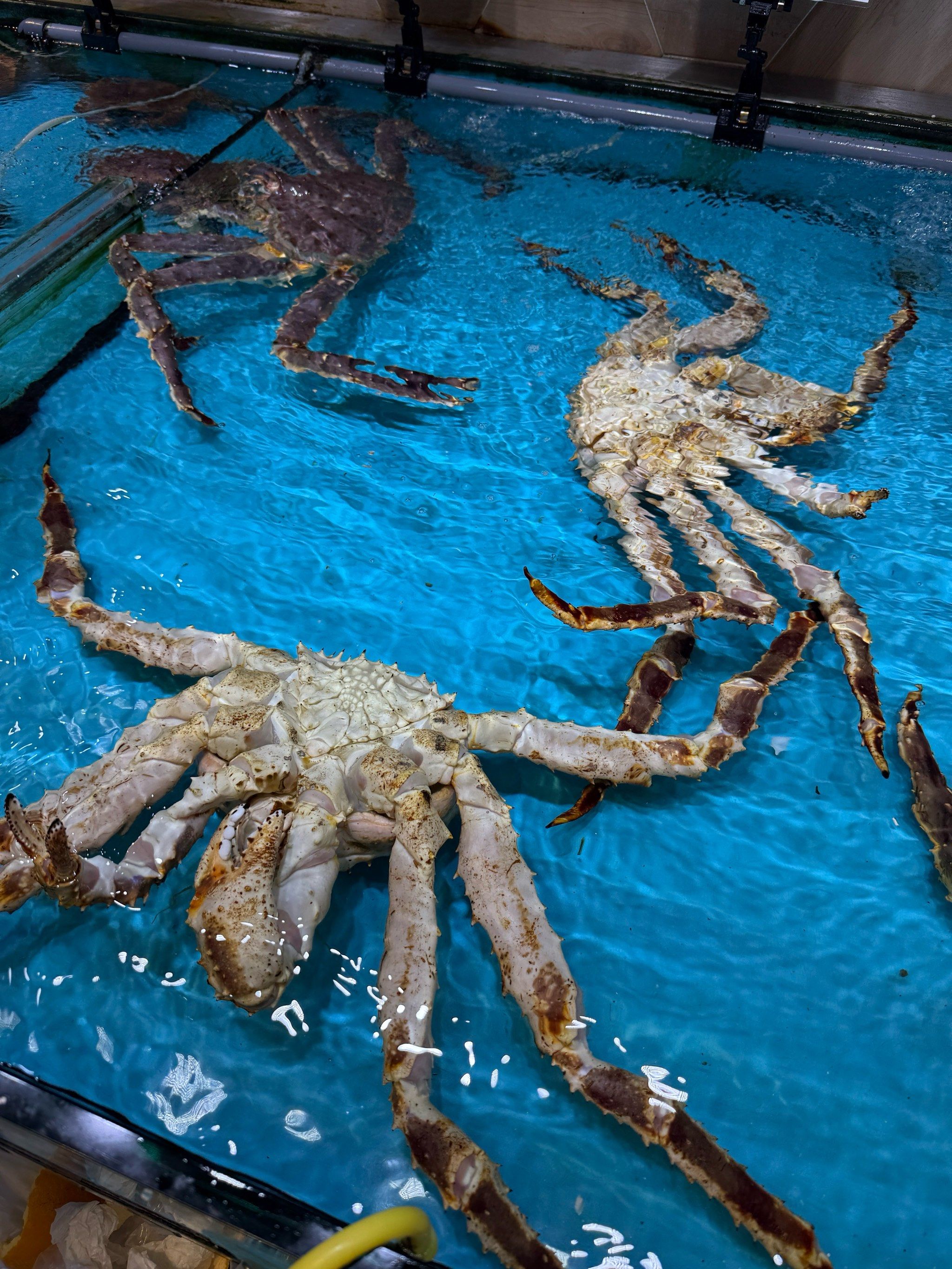 长脚蟹游背泳记