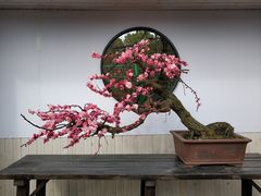-香雪海