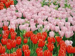 -荷兰花海