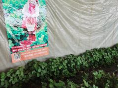 -大自然农场蔬菜草莓采摘园