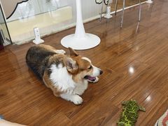 -汪说·狗咖·拼豆·宠物周边DIY(旺城大厦店)