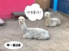 -巨鹏飞梦幻海岸
