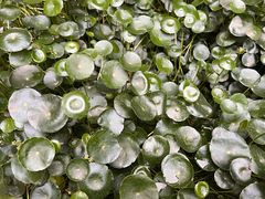 -秋月舫(阳澄湖湖滨中路店)