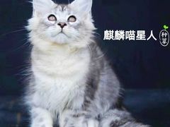 -70cat德文卷毛猫·缅因猫纯种猫舍